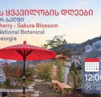 16-17.04.2022: Тбилисский ботанический сад проведёт дни цветения сакуры - Туристическая компания "Silk Road Group"