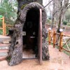 Внутри многовекового дуба в Грузии оборудовали молельню - Туристическая компания "Silk Road Group"